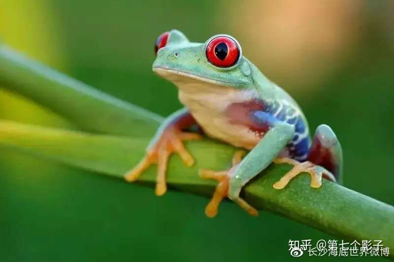红眼树蛙 不仅长得好看 还活得精彩 知乎