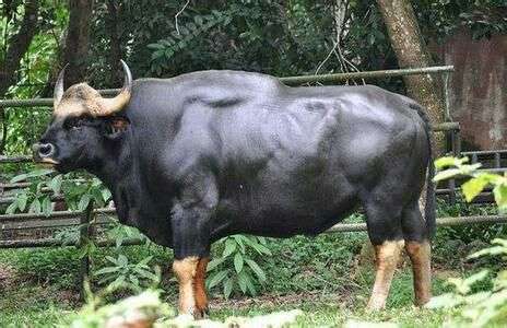 如果是好斗的牛类,它们会移动调整自己的角度 用优势的矢状面(前后