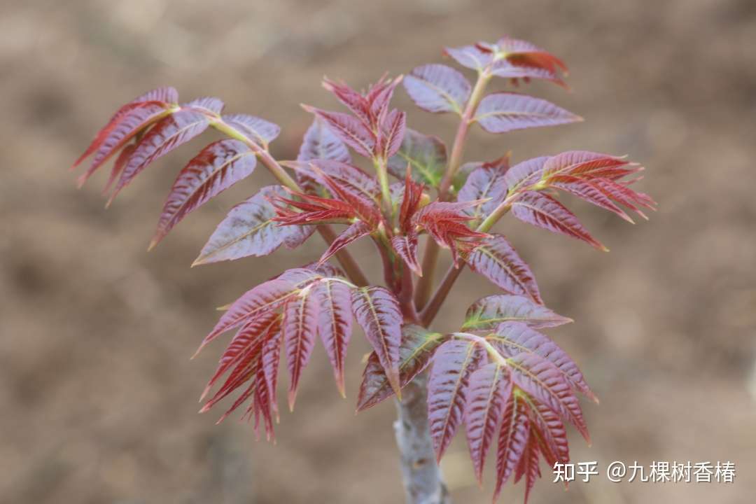 怀念一棵香椿树 知乎