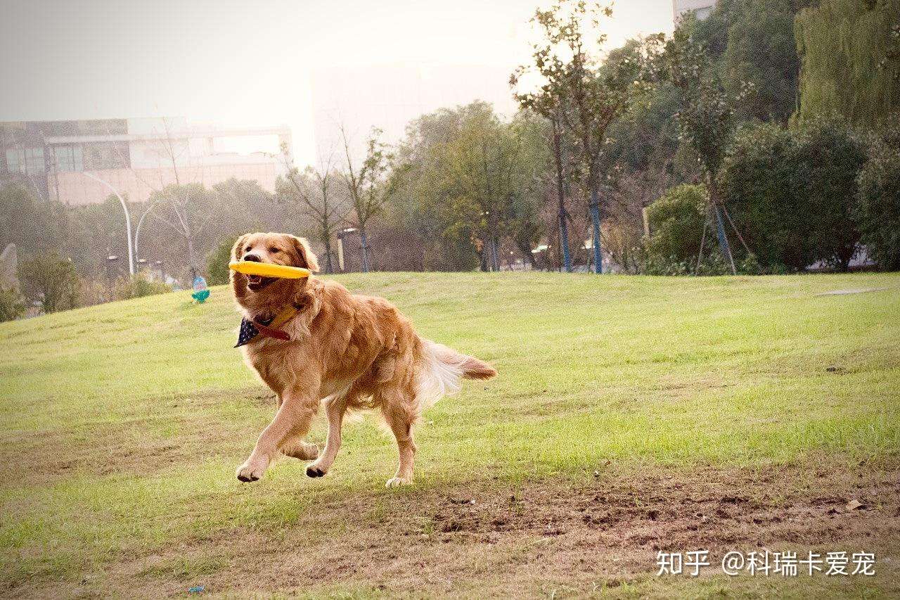 狗狗能活多少年 影响它的因素有哪些 科瑞卡科普 知乎