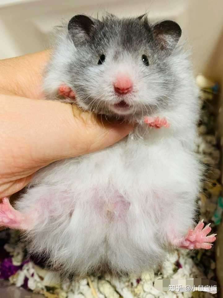 宠物叙利亚仓鼠 金丝熊 合理价格范围是多少 知乎