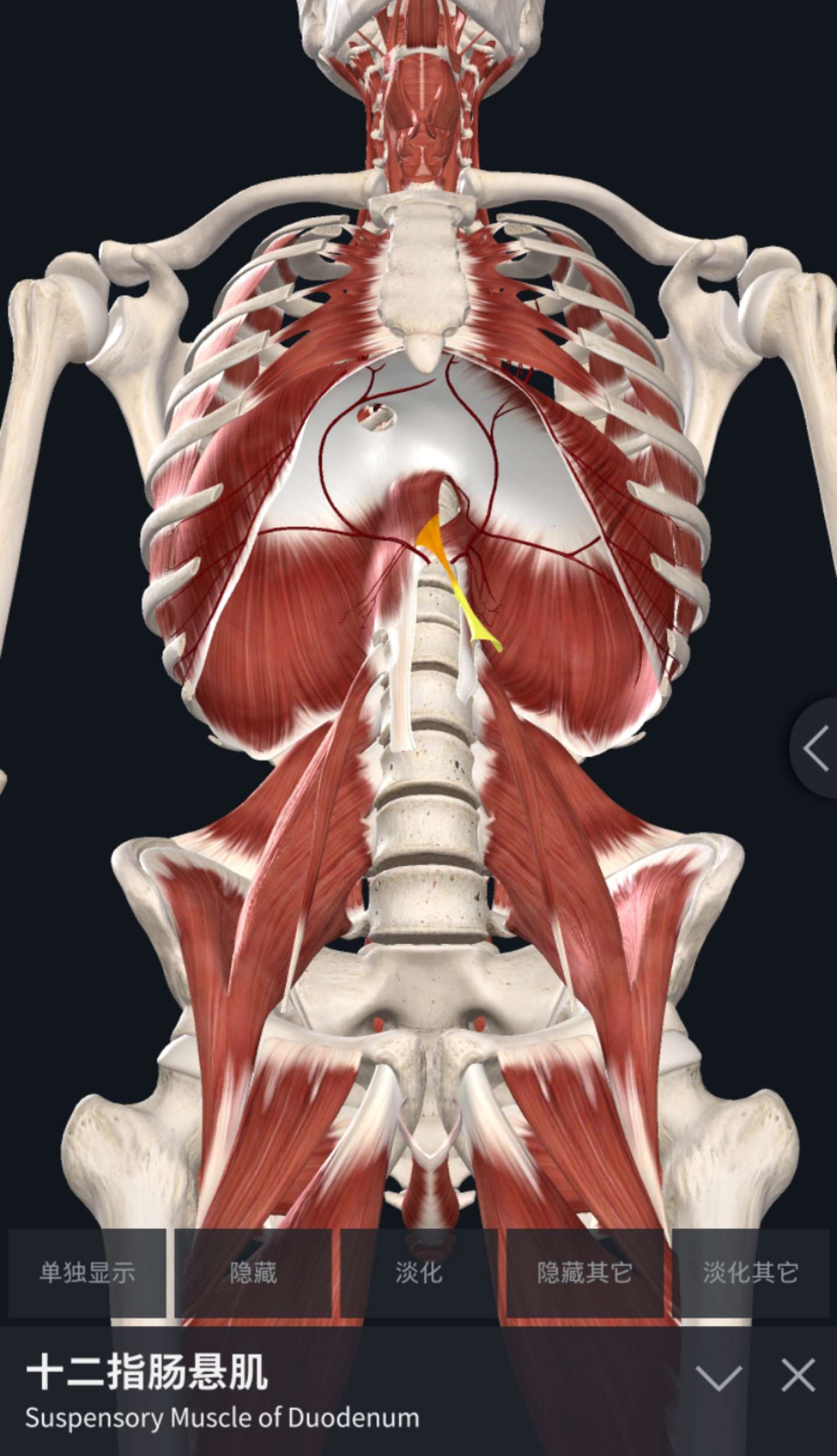 十二指肠悬肌图片