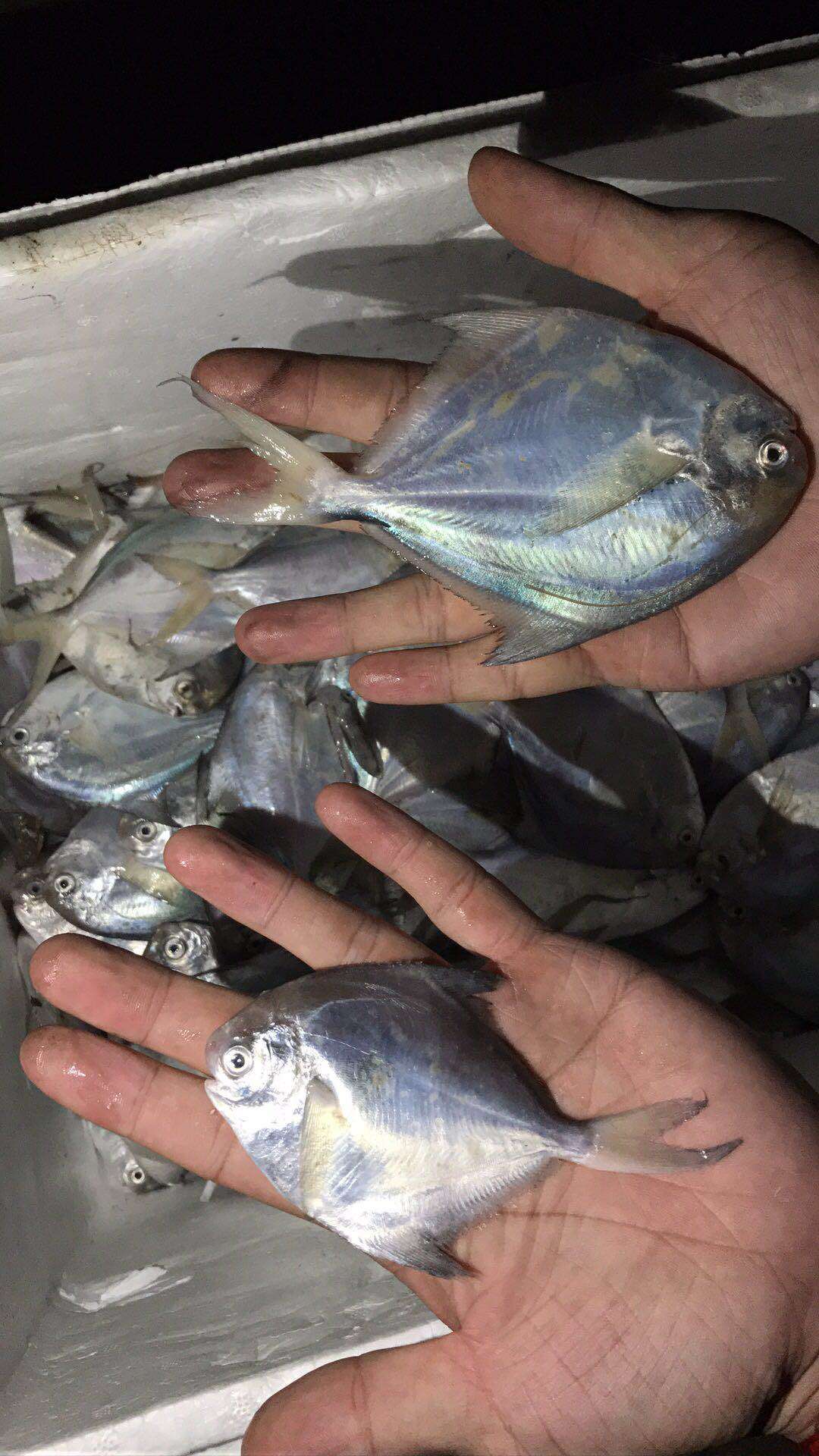 渤海湾海产品---杂鱼篇- 知乎