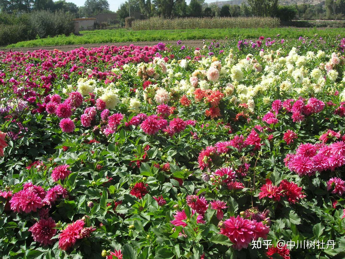 5月前养一种 牡丹 沾水就开花 放角落花更艳 花一开就350天 知乎