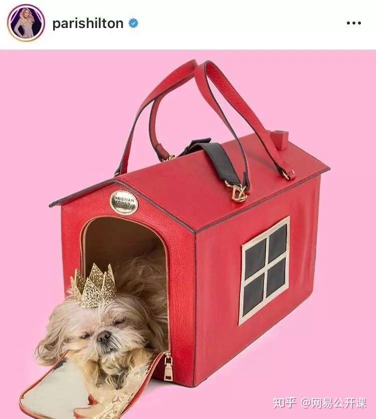 茶杯犬有多可爱 这场悲剧就有多残忍 知乎