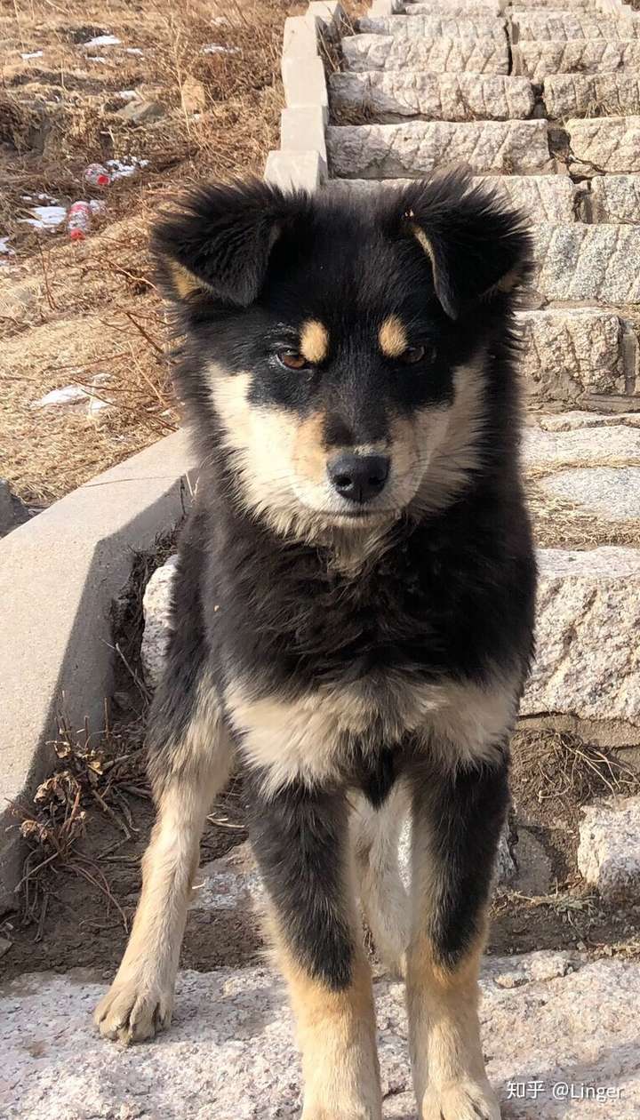 国人为什么这么在意狗的品种?