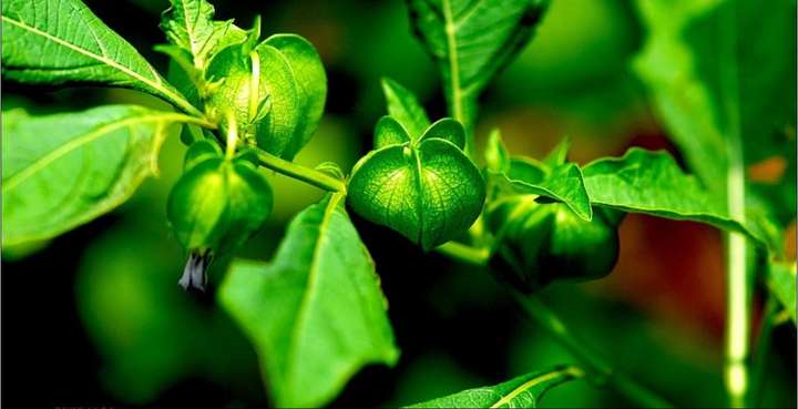 gaertn.)是茄科,假酸浆属一年生直立草本植物