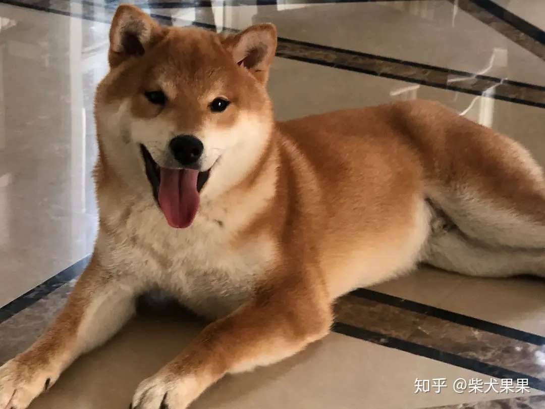 北京柴犬价格柴犬多少钱一只 知乎