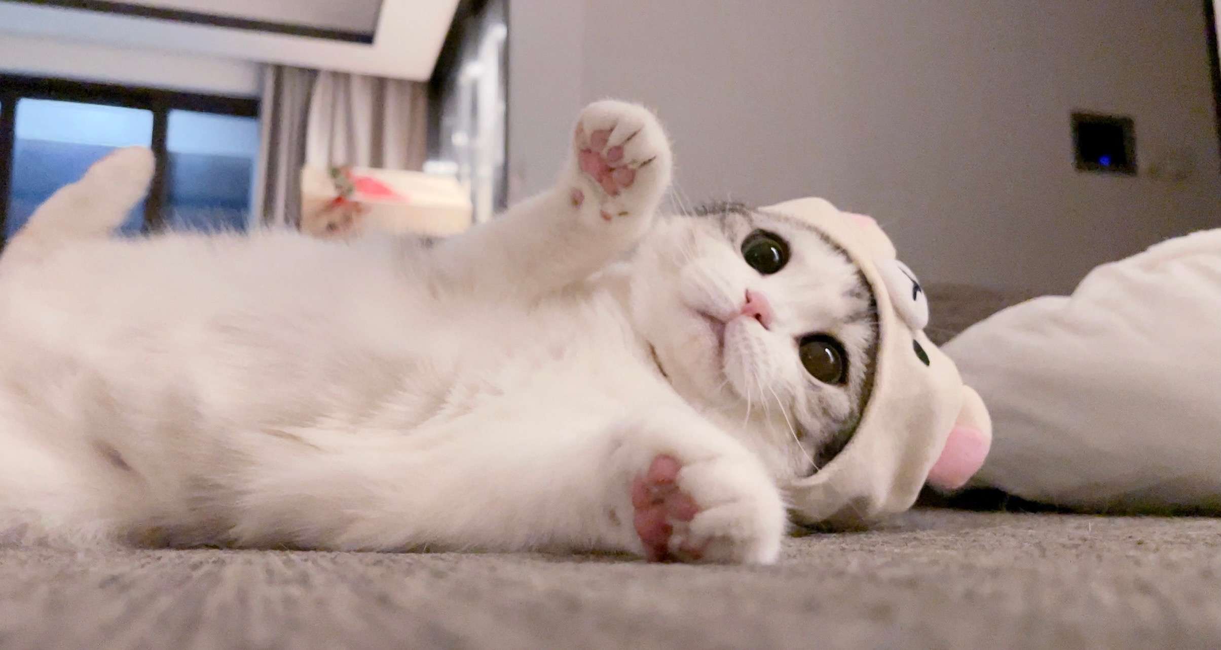 (话说这么直的钩骗得到评论区的猫猫图嘛?