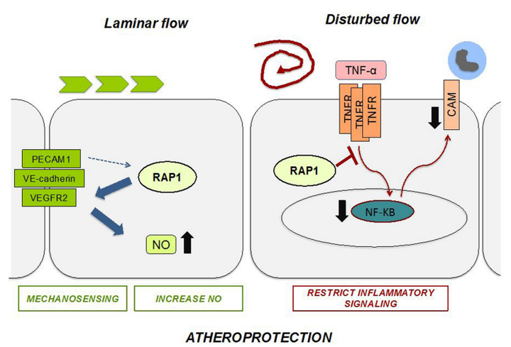 內皮細胞中的 Rap1 可限制炎癥信號傳導,從而抑制動脈粥樣硬化的進展 內皮細胞中的 Rap1 可限制炎癥信號傳導,從而抑制動脈粥樣硬化的進展