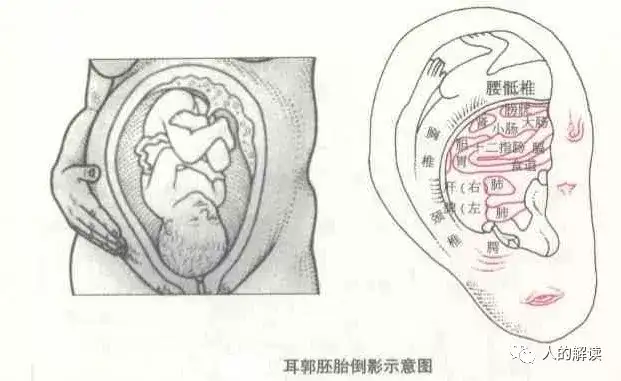 奇特的身体全息现象，连人生都是全息的-人的解读