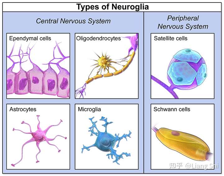 報道中的腦細胞不是 神經元(neuron),而是 神經膠質細胞(neuroglia).