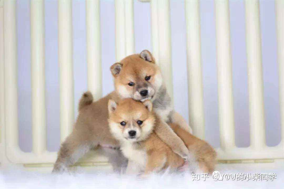 グラフィックナビゲーションそこ柴犬健康 Woodbuildersconstruction Com