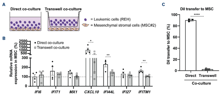 B 細(xì)胞前體急性淋巴細(xì)胞白血病在骨髓來源的間充質(zhì)基質(zhì)中引發(fā) 干擾素α/β 反應(yīng)