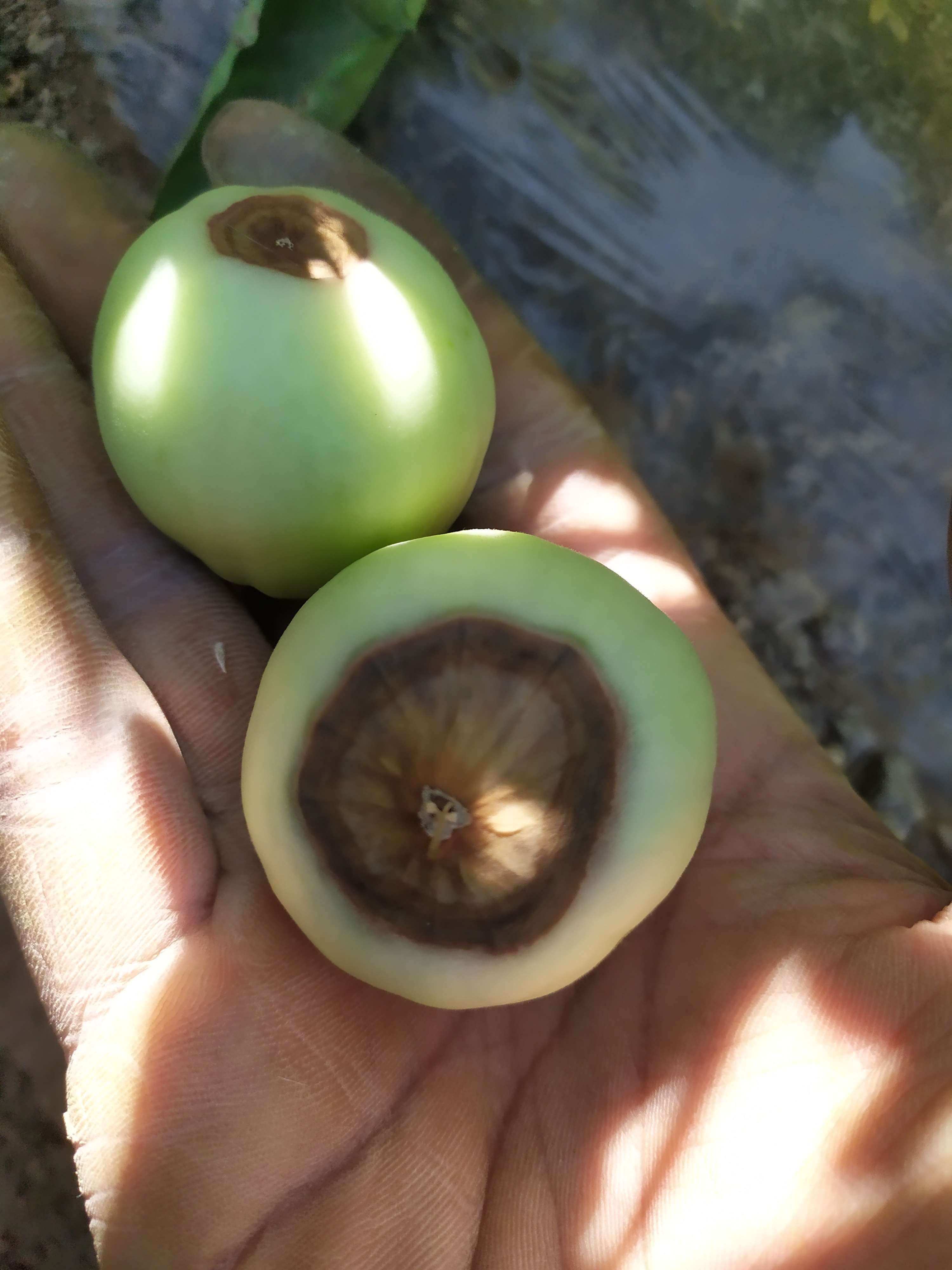 番茄脐腐病blossomendrot