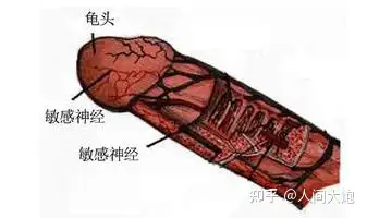 到底是不是"龟头敏感"让男人不得持久