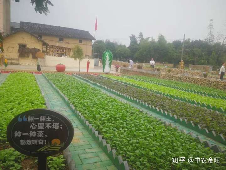 浙江衢州一米菜园点缀乡村美丽经济