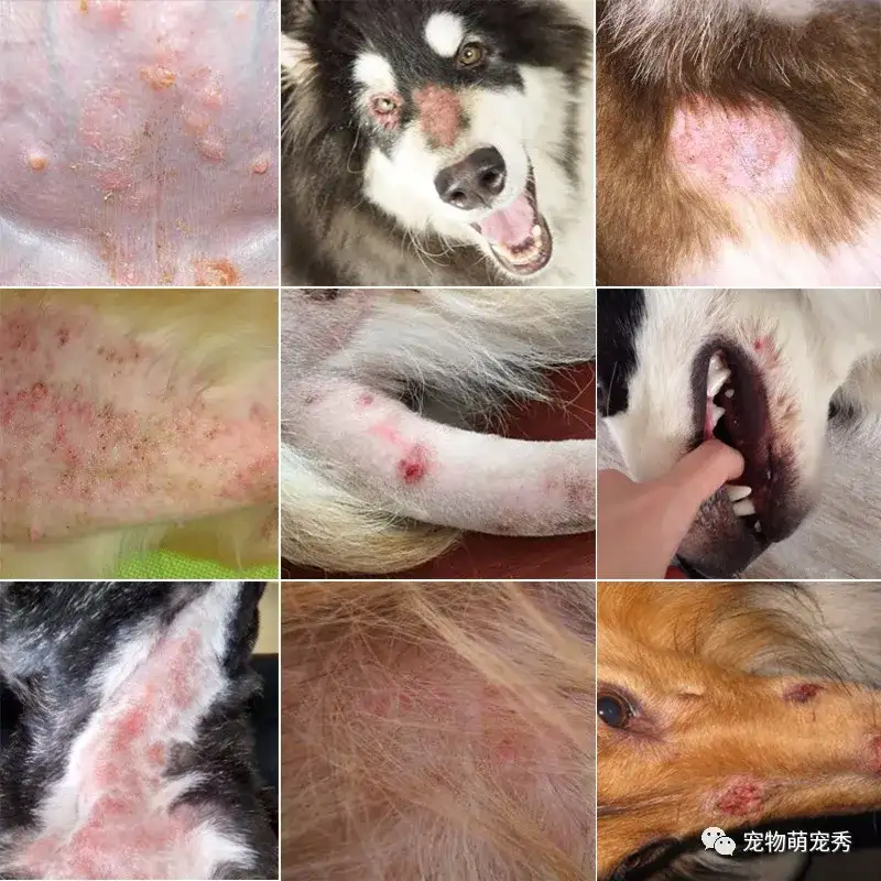狗狗皮肤病治疗方法！宠物真菌螨虫细菌皮炎脓皮湿疹毛囊炎的区别及预防教程！ - 知乎