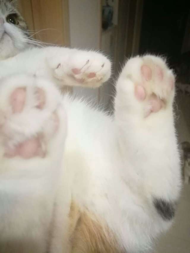 猫爪子和狗爪子有什么不一样
