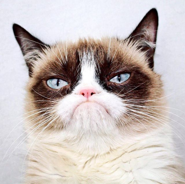 grumpy cat 不爽猫