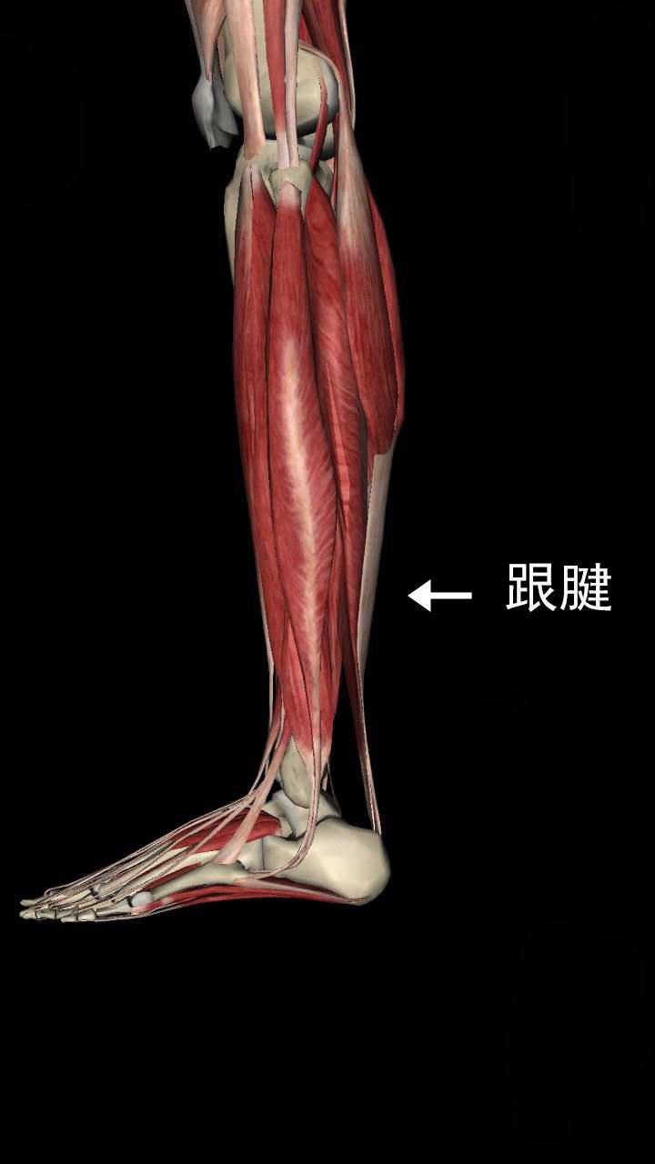 大腿前部肌肉图片