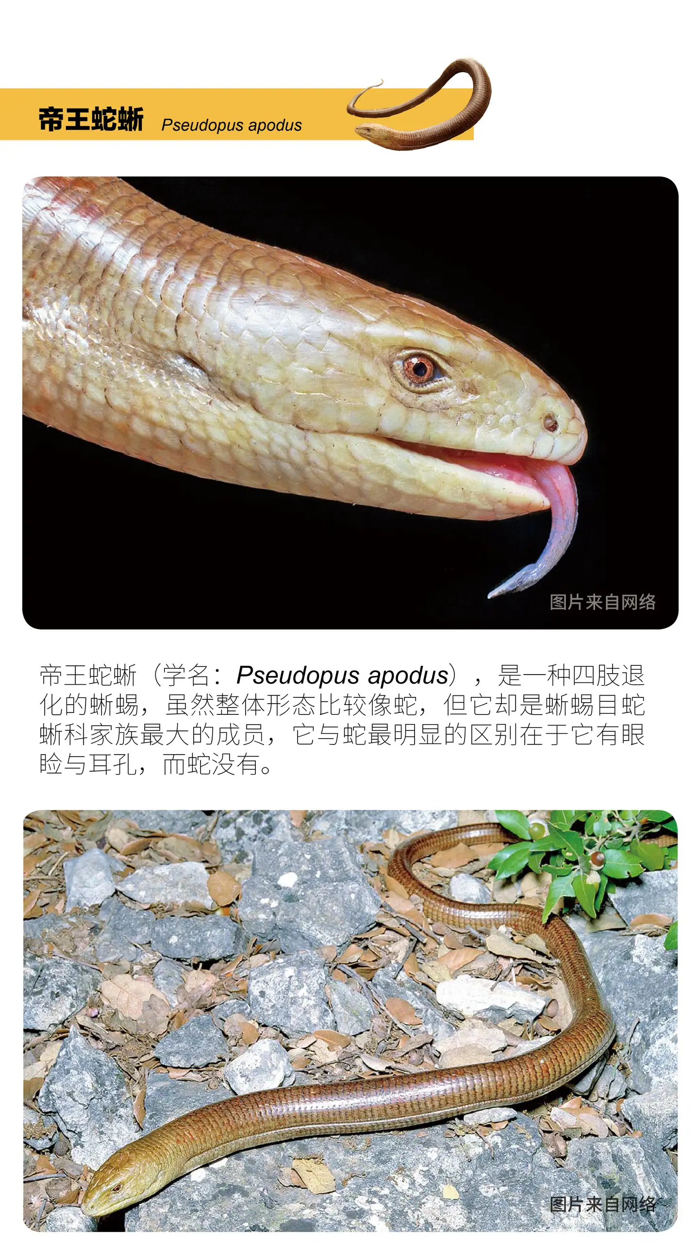 物种小谈 帝王蛇蜥 知乎