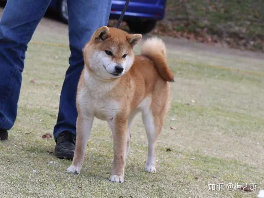 日本人怎么理解柴犬之美 三 眼 耳 尾的力量 知乎