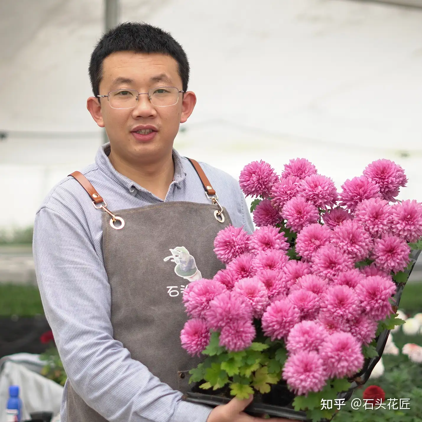 14个品种 高颜值 荷兰菊 春秋季都能开花 很多人都没见过 知乎