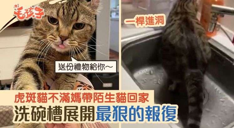 猫咪也会嫉妒 带新猫回家 搞事情给你看 知乎