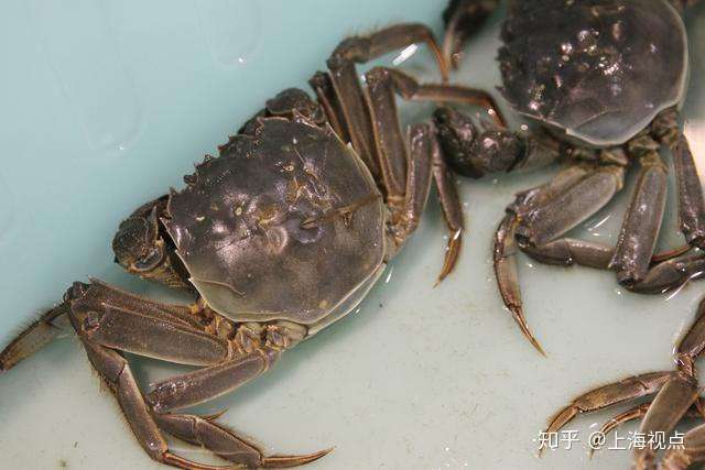 一年一度的河蟹文化盛宴上海海洋大学第十三届蟹文化节开幕 知乎