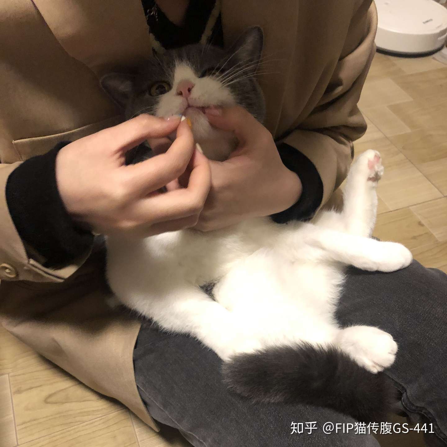 猫传腹新治疗早期报道 口服片剂 知乎