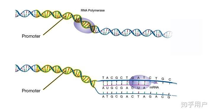 编码链模板链到底谁是有意义链?