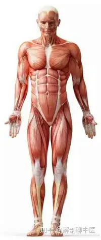 如何认识解剖学姿势