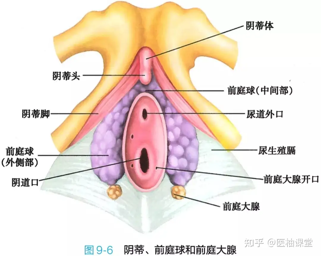 解剖学高清图谱女性生殖系统- 知乎