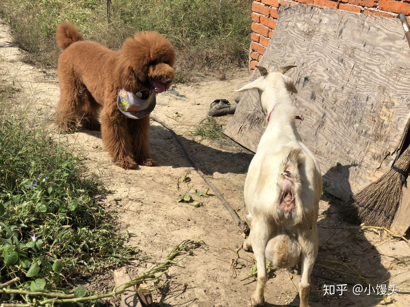 可恶的蜱虫 谈一谈我们感染巴贝斯的治疗经过 知乎