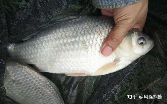 学到了吗（淡水养殖鱼种）淡水养殖鱼类品种有多少种，常见养殖淡水鱼（不定期更新和补充），鳕鱼图片大全，