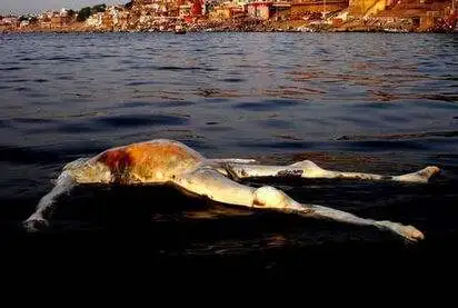 先上最出名的恒河水浮尸照片,这个看完没事,那么后面就没有那么恐怖了