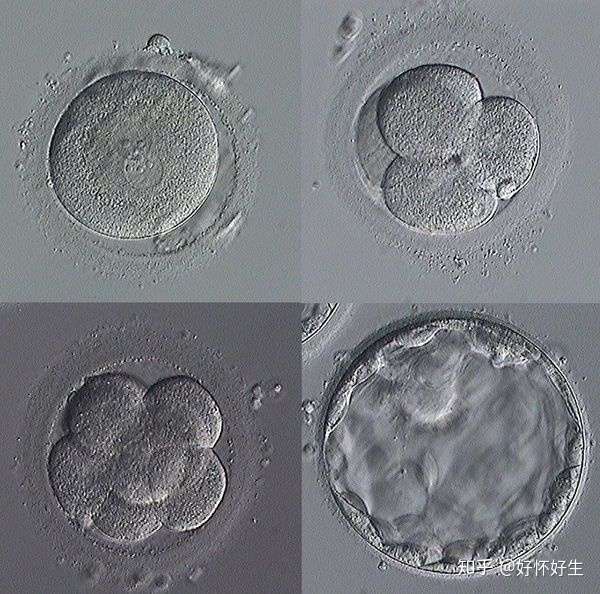 热情!3天鲜胚的着床过程"豁然开朗"-第2张图片-暖色博客