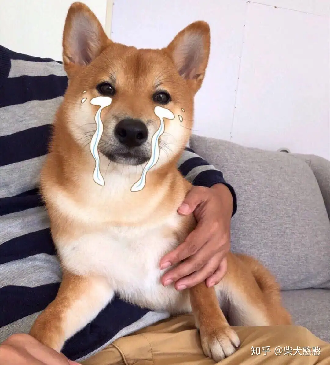 柴犬心理学丨不吃东西的心理和应对方法 知乎 柴犬心理学丨不吃东西的心理和应对方法 知乎