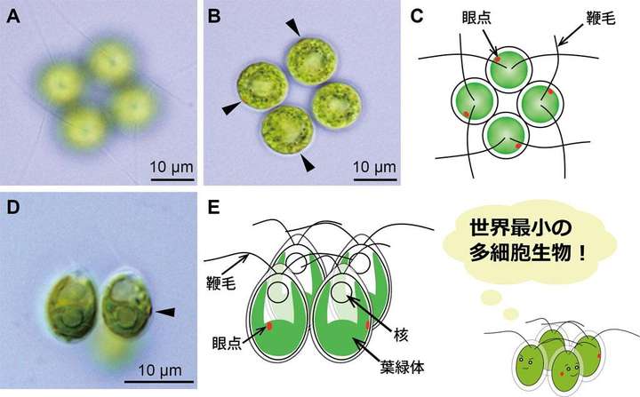 双细胞生物死一个细胞会不会变成单细胞生物