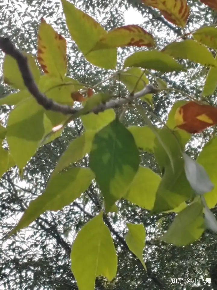脑洞大开，如果地球上的所有植物都能「说话」，它们会告诉我们什么？