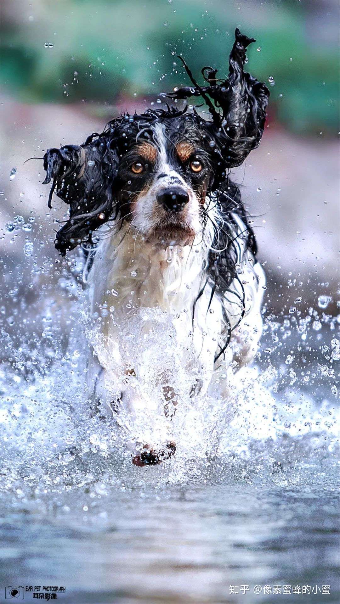 专访专业宠物摄影师 教你如何给自家萌宠拍大片 知乎