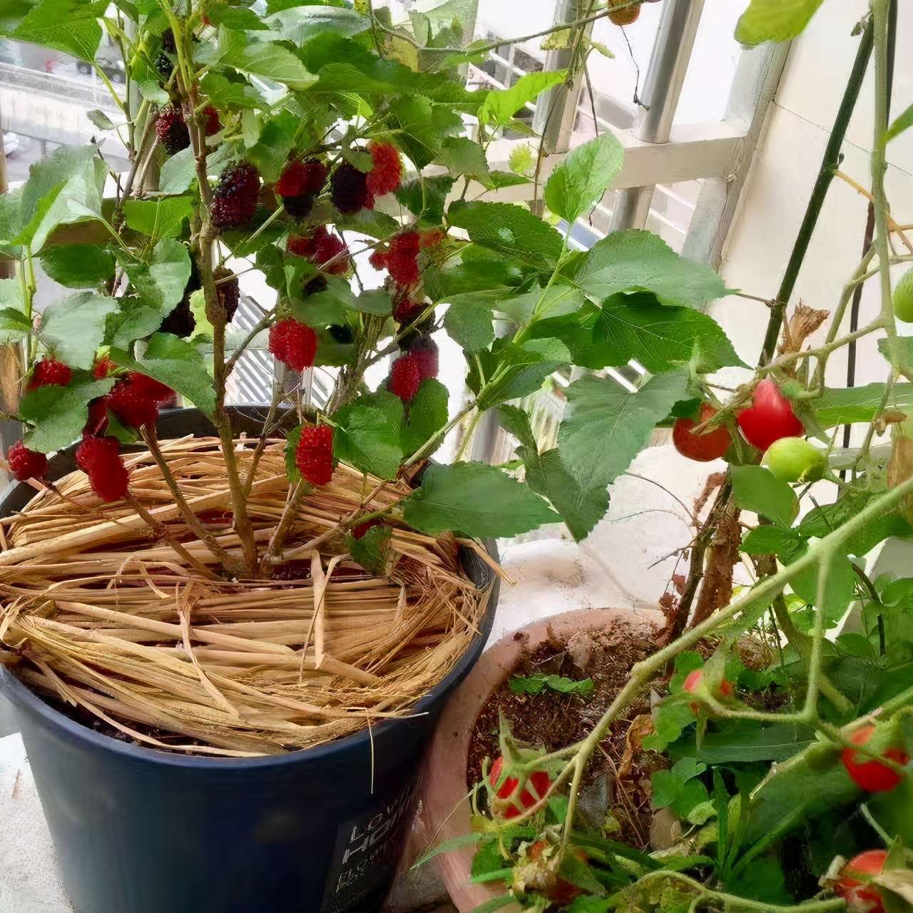 阳台种桑学问大 原来桑还有好寓意 可持续种多年生果树 桑树 桑叶和桑葚 知乎