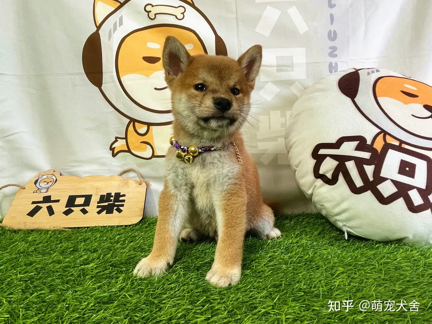 柴犬幼犬多少钱一只呢？有哪些影响狗狗价格的因素？ - 知乎