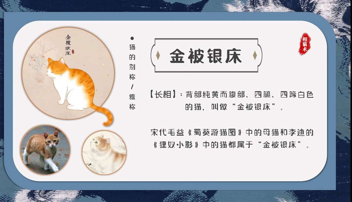 按毛发种类分狸花猫种类以及背后寓意 知乎