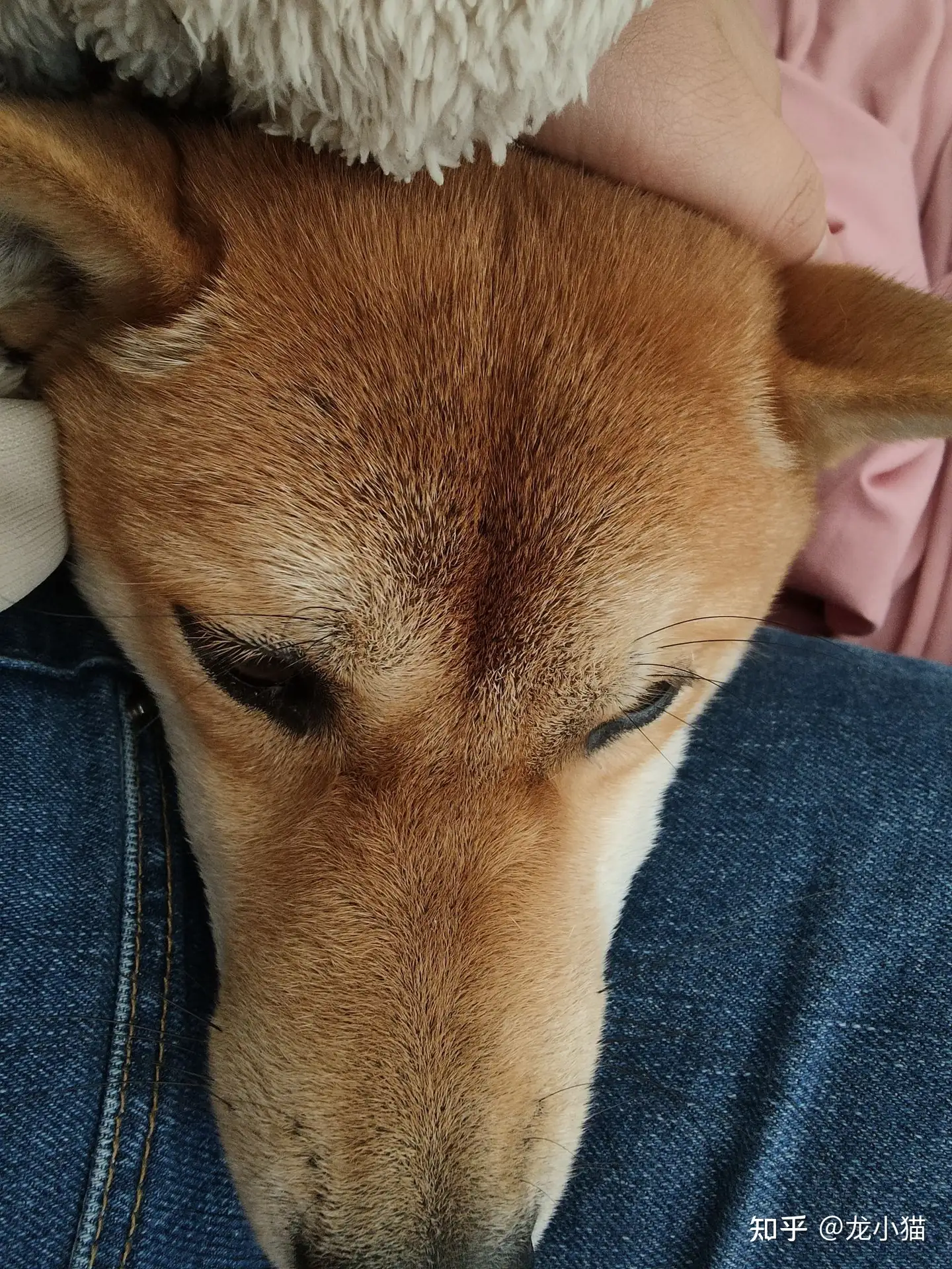 柴犬咬了主人五次后 被送到流浪狗救助站 知乎