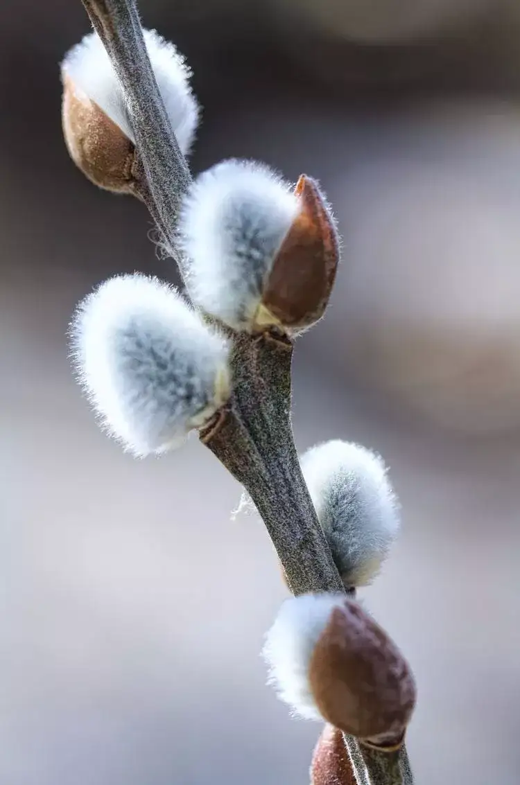 过年家里适合放什么年花 知乎