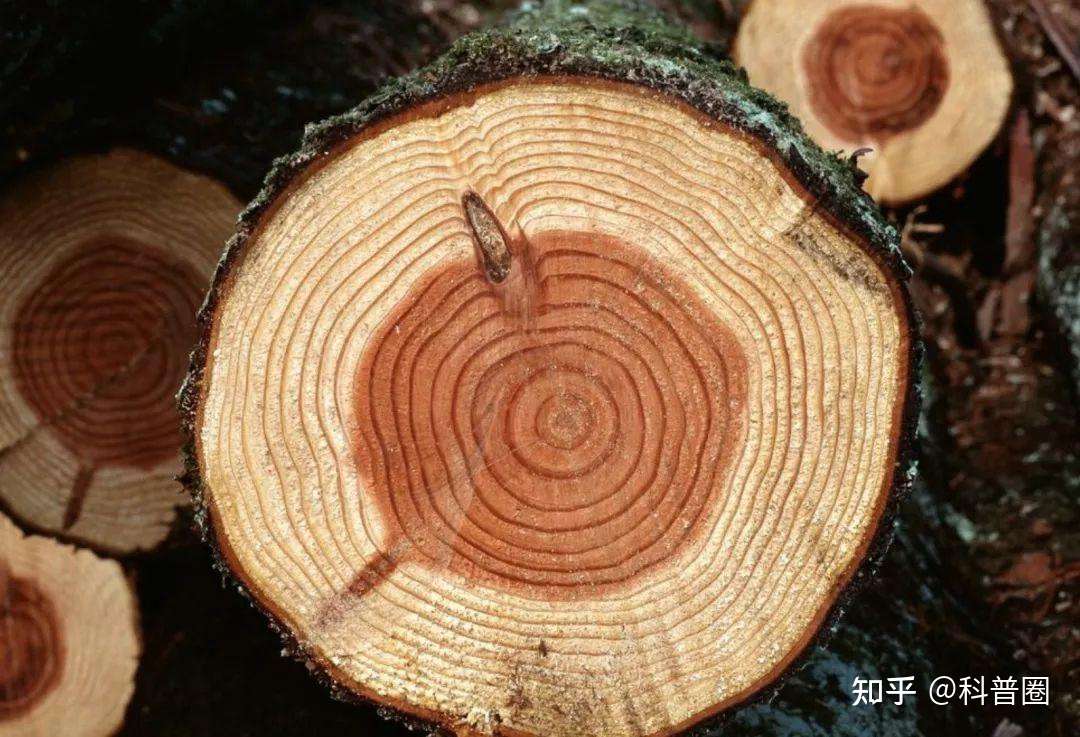 竹子开花 马上搬家 竹子开花难道真是 大灾变 的前兆 知乎