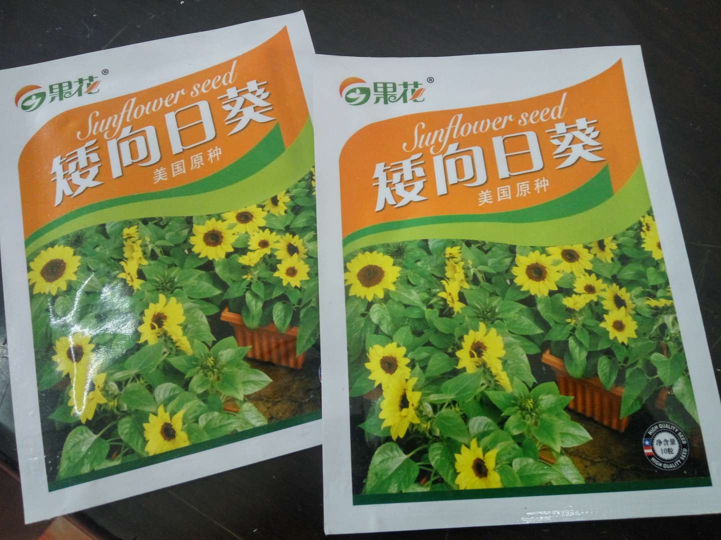 向日葵的种植方法 适合新手种植 知乎