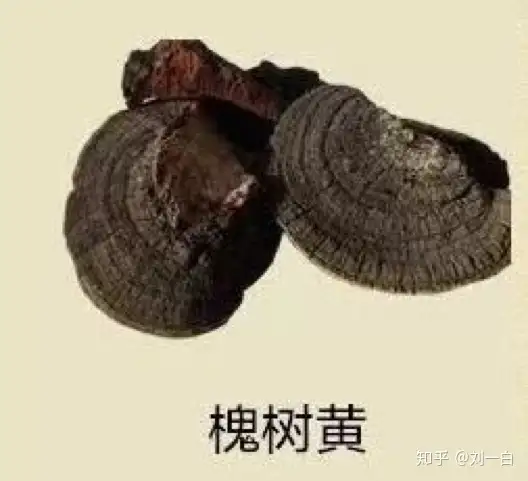 几十元到几万元，是桑黄商家的漫天要价还是品质追求？（桑黄是什么价格）